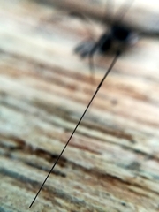 Mitostoma chrysomelas