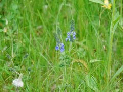 Veronica teucrium