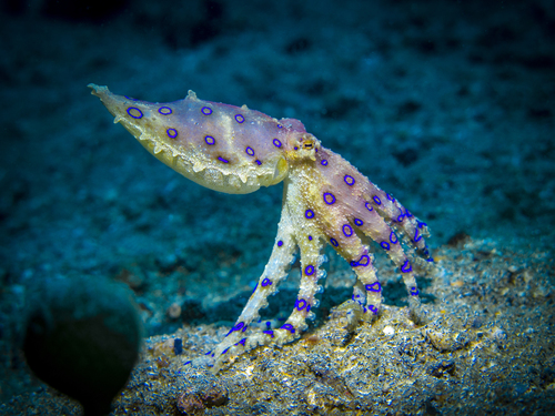 Photo of Blue-ringed octopus (Hapalochlaena lunulata)
