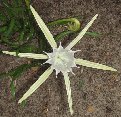 Pancratium tenuifolium (Pancratium tenuifolium)