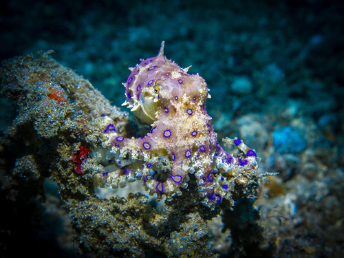 Photo of Blue-ringed octopus (Hapalochlaena lunulata)