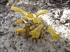 Aphyllon franciscanum