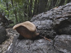 Panus conchatus image