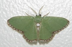 Allochrostes impunctata