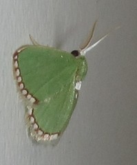 Allochrostes impunctata