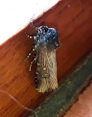 Micragrotis interstriata