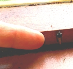 Micragrotis interstriata