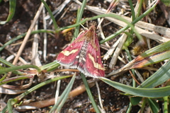 Pyrausta ostrinalis