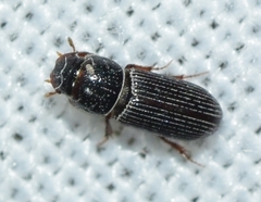 Pleurophorus caesus