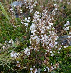 Veronica decora