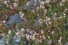 Veronica decora