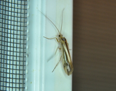 Limnephilus ornatus
