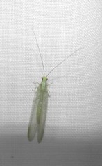 Chrysopa coloradensis