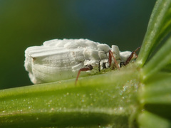Orthezia urticae