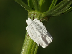 Orthezia urticae
