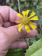 Helenium brevifolium