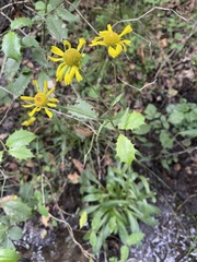 Helenium brevifolium