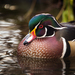 Wood Duck - Photo (c) Jason Headley, some rights reserved (CC BY-NC), uploaded by Jason Headley
