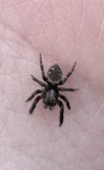 Pseudeuophrys erratica