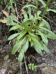 Helenium brevifolium