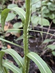 Helenium brevifolium
