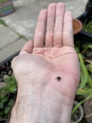 Pseudeuophrys erratica
