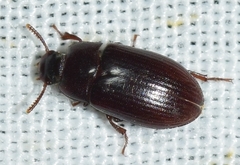 Alphitobius diaperinus