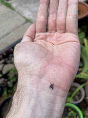 Pseudeuophrys erratica