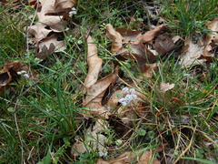 Lomatium piperi