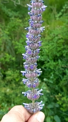 Nepeta tuberosa