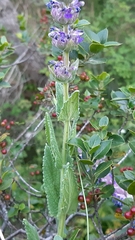 Nepeta tuberosa