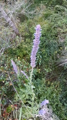Nepeta tuberosa
