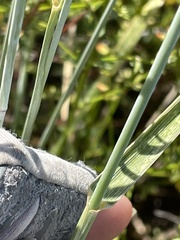 Thinopyrum intermedium intermedium