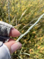 Thinopyrum intermedium intermedium