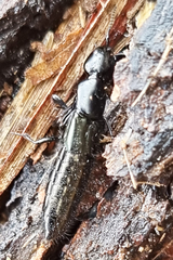 Thyreocephalus