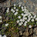 Raoulia subsericea - Photo (c) John Barkla, algunos derechos reservados (CC BY), subido por John Barkla