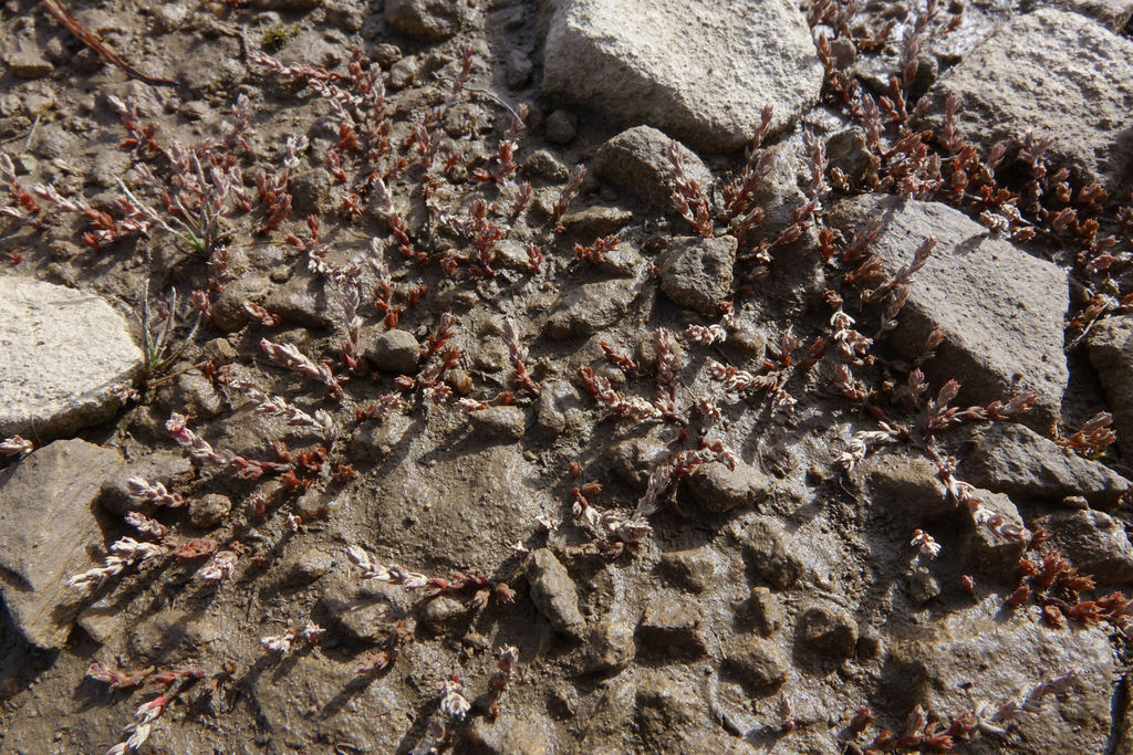 Crassula multicaulis 2