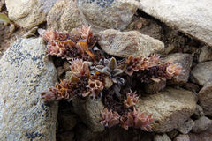 Myosotis glauca
