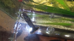 Procambarus dupratzii