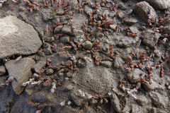 Crassula multicaulis