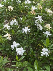 Gardenia jasminoides