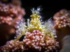 Camposcia retusa