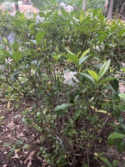 Gardenia jasminoides