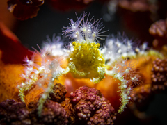 Camposcia retusa