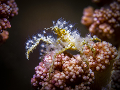Camposcia retusa