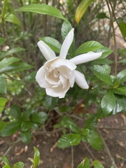 Gardenia jasminoides