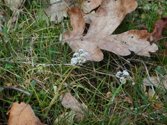 Lomatium piperi