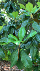 Magnolia grandiflora
