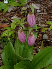 Cypripedium acaule image