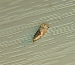 Ancylis sheppardana